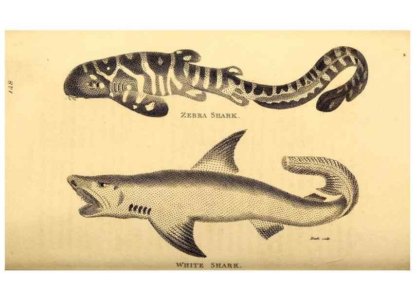 Reproducción/Reproduction 49827377007: General zoology, or Systematic natural history. London,Printed for G. Kearsley,1800-1826.. 