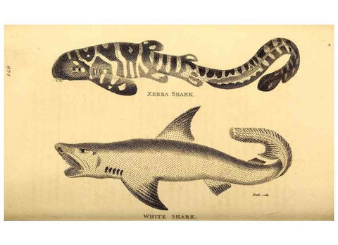 Reproducción/Reproduction 49827377007: General zoology, or Systematic natural history. London,Printed for G. Kearsley,1800-1826.. 