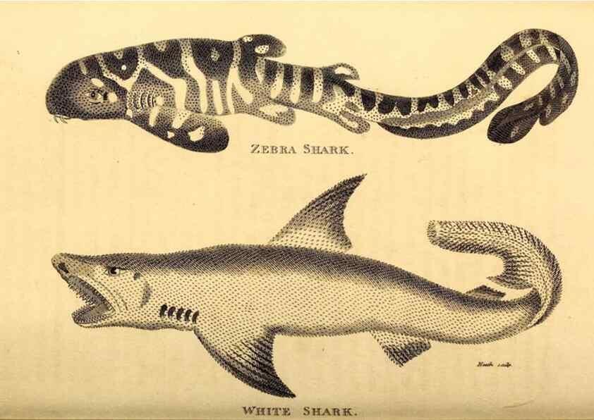 Reproducción/Reproduction 49827377007: General zoology, or Systematic natural history. London,Printed for G. Kearsley,1800-1826.. 