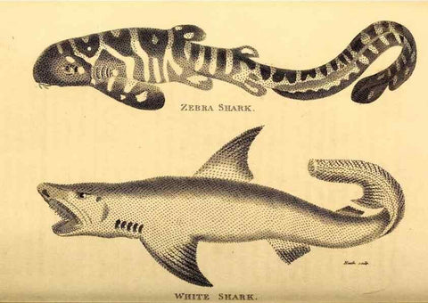 Reproducción/Reproduction 49827377007: General zoology, or Systematic natural history. London,Printed for G. Kearsley,1800-1826.. 