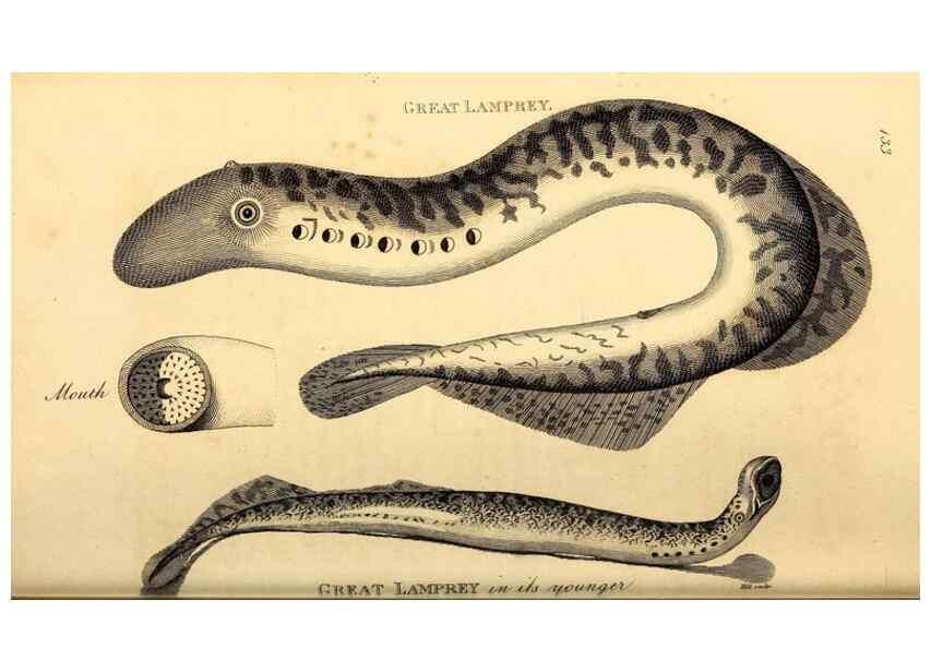 Reproducción/Reproduction 49826526503: General zoology, or Systematic natural history. London,Printed for G. Kearsley,1800-1826.. 