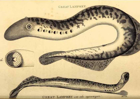 Reproducción/Reproduction 49826526503: General zoology, or Systematic natural history. London,Printed for G. Kearsley,1800-1826.. 