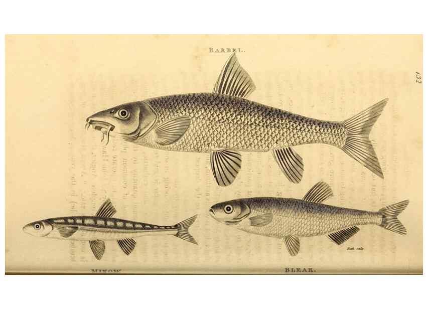 Reproducción/Reproduction 49827059561: General zoology, or Systematic natural history. London,Printed for G. Kearsley,1800-1826.. 