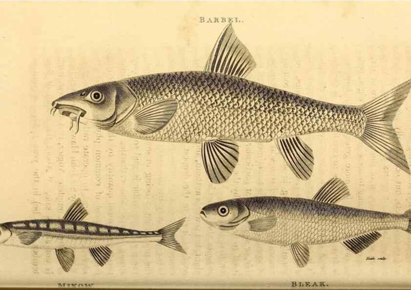 Reproducción/Reproduction 49827059561: General zoology, or Systematic natural history. London,Printed for G. Kearsley,1800-1826.. 