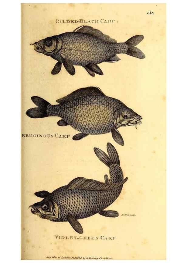 Reproducción/Reproduction 49827372512: General zoology, or Systematic natural history. London,Printed for G. Kearsley,1800-1826.. 