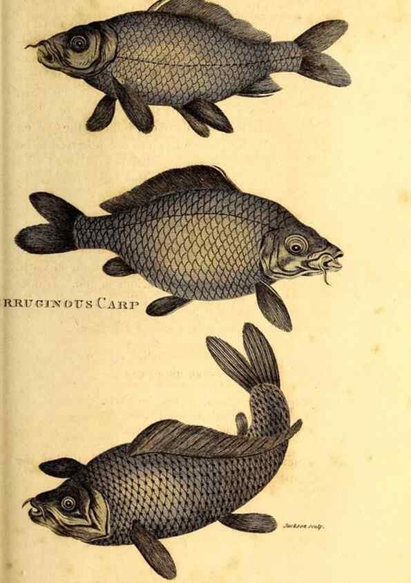 Reproducción/Reproduction 49827372512: General zoology, or Systematic natural history. London,Printed for G. Kearsley,1800-1826.. 