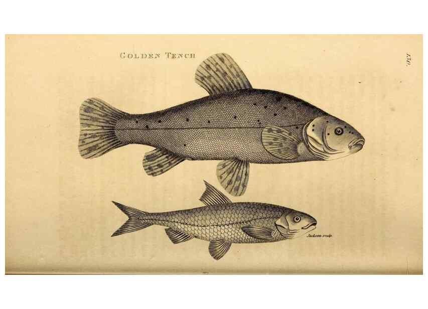 Reproducción/Reproduction 49827058976: General zoology, or Systematic natural history. London,Printed for G. Kearsley,1800-1826.. 