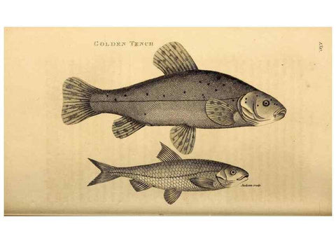 Reproducción/Reproduction 49827058976: General zoology, or Systematic natural history. London,Printed for G. Kearsley,1800-1826.. 