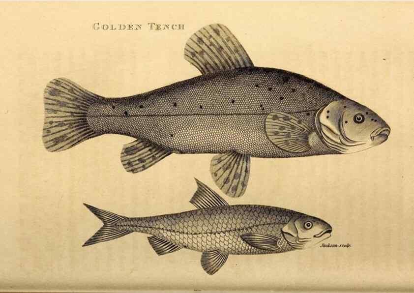 Reproducción/Reproduction 49827058976: General zoology, or Systematic natural history. London,Printed for G. Kearsley,1800-1826.. 