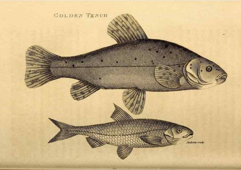 Reproducción/Reproduction 49827058976: General zoology, or Systematic natural history. London,Printed for G. Kearsley,1800-1826.. 