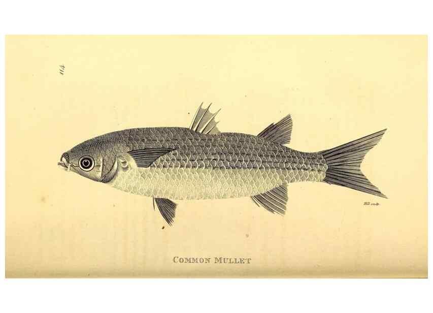 Reproducción/Reproduction 49827054351: General zoology, or Systematic natural history. London,Printed for G. Kearsley,1800-1826.. 