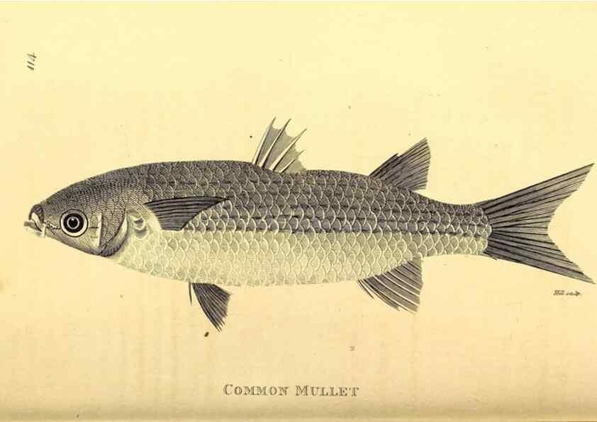 Reproducción/Reproduction 49827054351: General zoology, or Systematic natural history. London,Printed for G. Kearsley,1800-1826.. 
