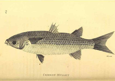 Reproducción/Reproduction 49827054351: General zoology, or Systematic natural history. London,Printed for G. Kearsley,1800-1826.. 