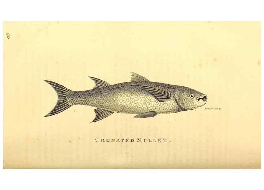 Reproducción/Reproduction 49827368167: General zoology, or Systematic natural history. London,Printed for G. Kearsley,1800-1826.. 