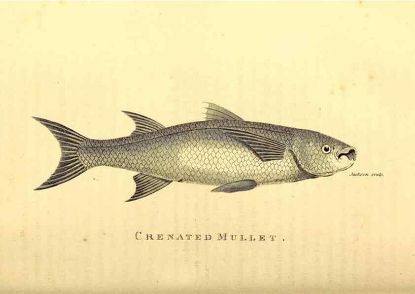 Reproducción/Reproduction 49827368167: General zoology, or Systematic natural history. London,Printed for G. Kearsley,1800-1826.. 