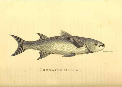 Reproducción/Reproduction 49827368167: General zoology, or Systematic natural history. London,Printed for G. Kearsley,1800-1826.. 