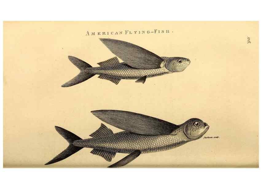 Reproducción/Reproduction 49826521488: General zoology, or Systematic natural history. London,Printed for G. Kearsley,1800-1826.. 
