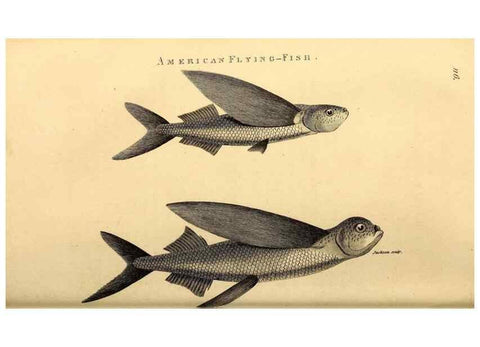 Reproducción/Reproduction 49826521488: General zoology, or Systematic natural history. London,Printed for G. Kearsley,1800-1826.. 
