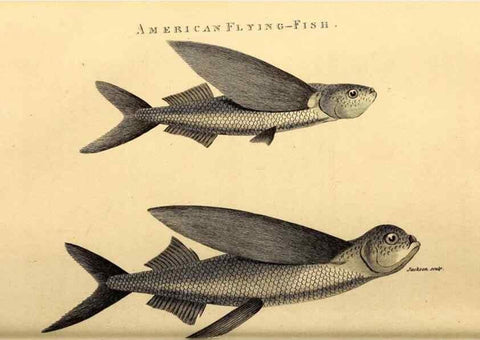 Reproducción/Reproduction 49826521488: General zoology, or Systematic natural history. London,Printed for G. Kearsley,1800-1826.. 