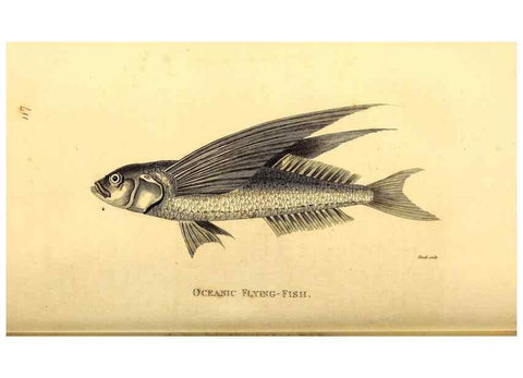 Reproducción/Reproduction 49826521823: General zoology, or Systematic natural history. London,Printed for G. Kearsley,1800-1826.. 