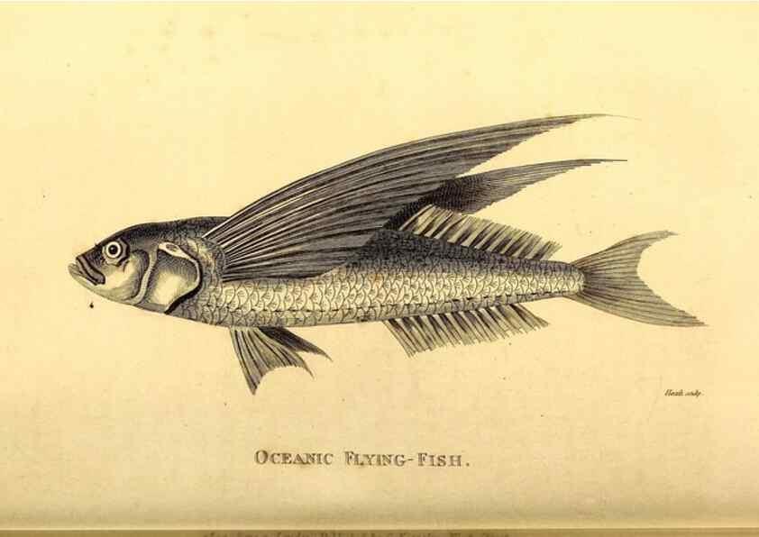 Reproducción/Reproduction 49826521823: General zoology, or Systematic natural history. London,Printed for G. Kearsley,1800-1826.. 