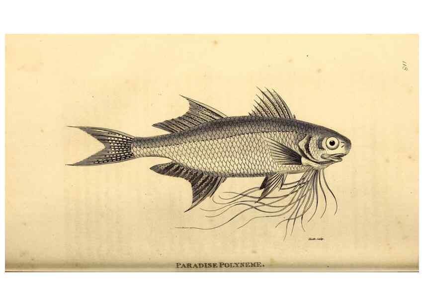 Reproducción/Reproduction 49827369132: General zoology, or Systematic natural history. London,Printed for G. Kearsley,1800-1826.. 