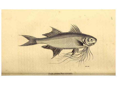 Reproducción/Reproduction 49827369132: General zoology, or Systematic natural history. London,Printed for G. Kearsley,1800-1826.. 