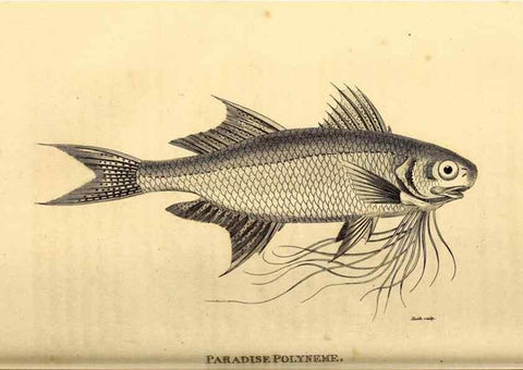 Reproducción/Reproduction 49827369132: General zoology, or Systematic natural history. London,Printed for G. Kearsley,1800-1826.. 