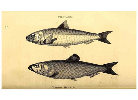 Reproducción/Reproduction 49826522303: General zoology, or Systematic natural history. London,Printed for G. Kearsley,1800-1826.. 