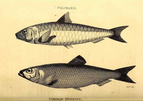 Reproducción/Reproduction 49826522303: General zoology, or Systematic natural history. London,Printed for G. Kearsley,1800-1826.. 