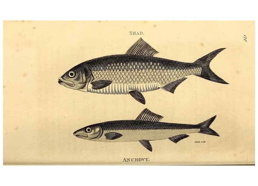 Reproducción/Reproduction 49827056201: General zoology, or Systematic natural history. London,Printed for G. Kearsley,1800-1826.. 