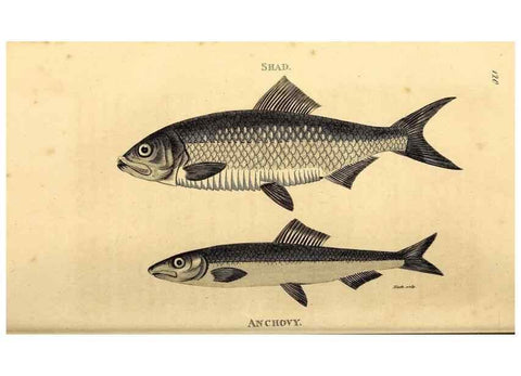 Reproducción/Reproduction 49827056201: General zoology, or Systematic natural history. London,Printed for G. Kearsley,1800-1826.. 
