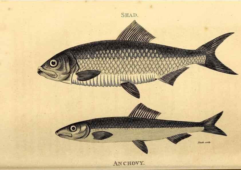 Reproducción/Reproduction 49827056201: General zoology, or Systematic natural history. London,Printed for G. Kearsley,1800-1826.. 