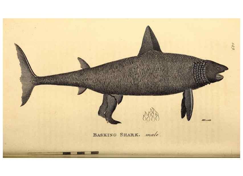 Reproducción/Reproduction 49827377252: General zoology, or Systematic natural history. London,Printed for G. Kearsley,1800-1826.. 