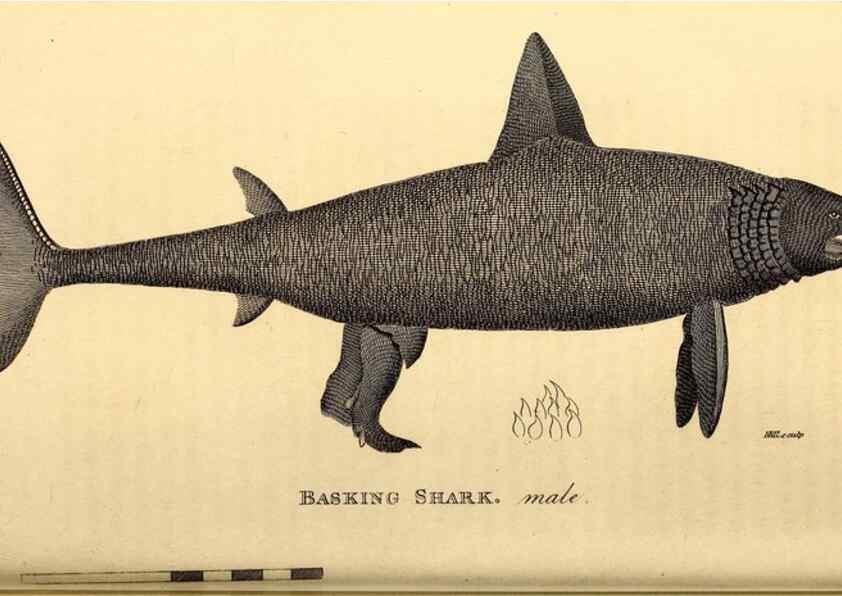 Reproducción/Reproduction 49827377252: General zoology, or Systematic natural history. London,Printed for G. Kearsley,1800-1826.. 