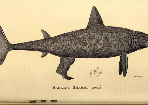 Reproducción/Reproduction 49827377252: General zoology, or Systematic natural history. London,Printed for G. Kearsley,1800-1826.. 