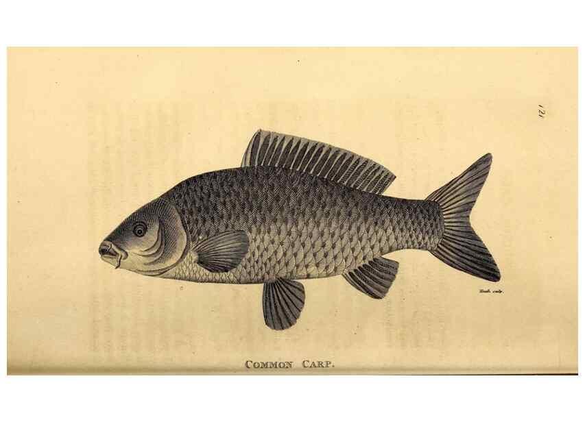 Reproducción/Reproduction 49827056486: General zoology, or Systematic natural history. London,Printed for G. Kearsley,1800-1826.. 