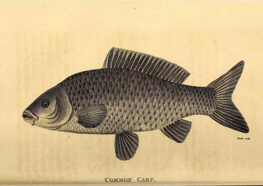 Reproducción/Reproduction 49827056486: General zoology, or Systematic natural history. London,Printed for G. Kearsley,1800-1826.. 