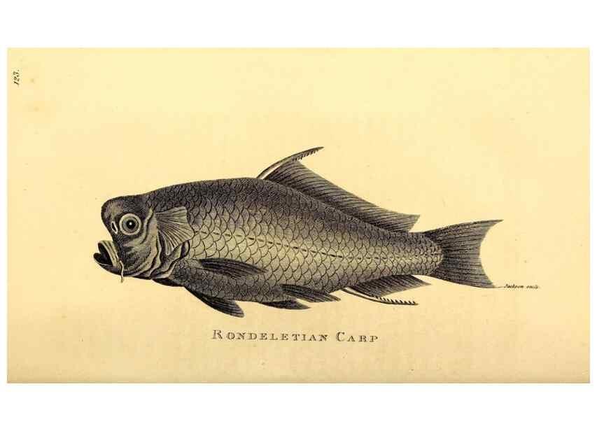 Reproducción/Reproduction 49827370427: General zoology, or Systematic natural history. London,Printed for G. Kearsley,1800-1826.. 