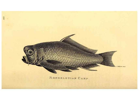 Reproducción/Reproduction 49827370427: General zoology, or Systematic natural history. London,Printed for G. Kearsley,1800-1826.. 