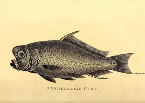 Reproducción/Reproduction 49827370427: General zoology, or Systematic natural history. London,Printed for G. Kearsley,1800-1826.. 