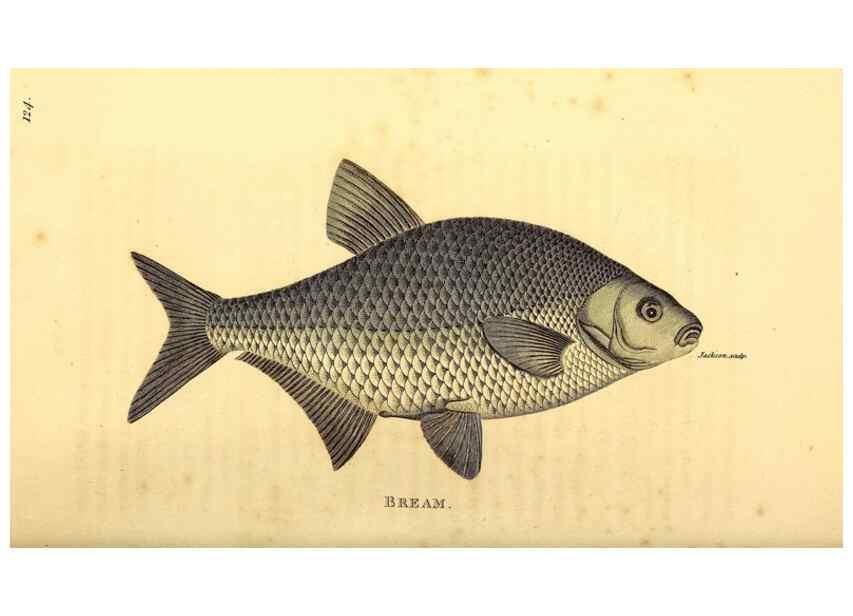 Reproducción/Reproduction 49826523743: General zoology, or Systematic natural history. London,Printed for G. Kearsley,1800-1826.. 