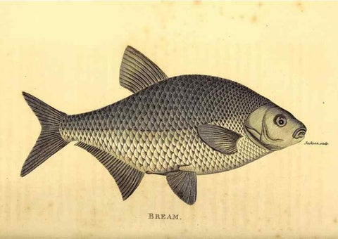 Reproducción/Reproduction 49826523743: General zoology, or Systematic natural history. London,Printed for G. Kearsley,1800-1826.. 