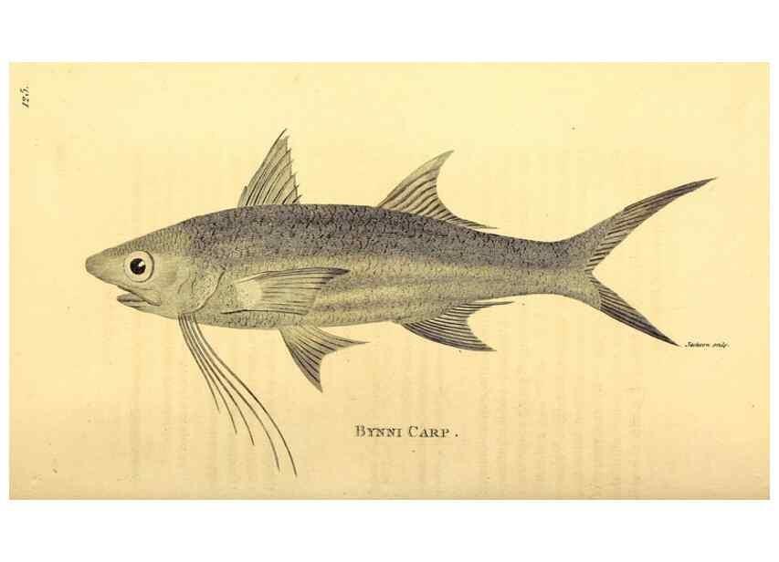 Reproducción/Reproduction 49827057666: General zoology, or Systematic natural history. London,Printed for G. Kearsley,1800-1826.. 