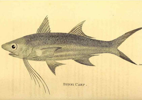 Reproducción/Reproduction 49827057666: General zoology, or Systematic natural history. London,Printed for G. Kearsley,1800-1826.. 