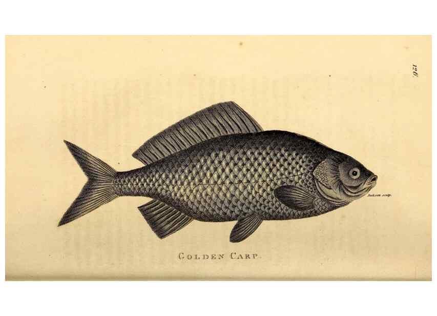 Reproducción/Reproduction 49827057946: General zoology, or Systematic natural history. London,Printed for G. Kearsley,1800-1826.. 