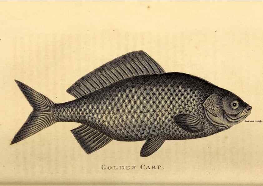 Reproducción/Reproduction 49827057946: General zoology, or Systematic natural history. London,Printed for G. Kearsley,1800-1826.. 