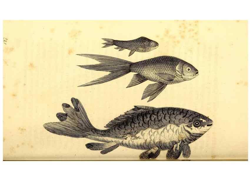 Reproducción/Reproduction 49827058221: General zoology, or Systematic natural history. London,Printed for G. Kearsley,1800-1826.. 