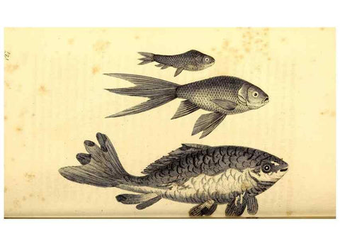 Reproducción/Reproduction 49827058221: General zoology, or Systematic natural history. London,Printed for G. Kearsley,1800-1826.. 