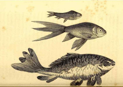 Reproducción/Reproduction 49827058221: General zoology, or Systematic natural history. London,Printed for G. Kearsley,1800-1826.. 